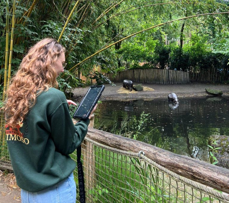 Merel noteert het gedrag van de dwergnijlpaarden in ZooParc Overloon