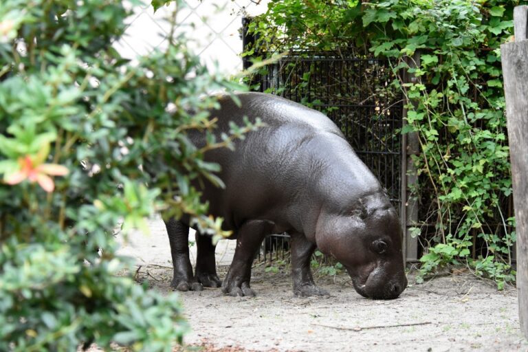 Dwergnijlpaard Eveline in Diergaarde Blijdorp ©Diergaarde Blijdorp