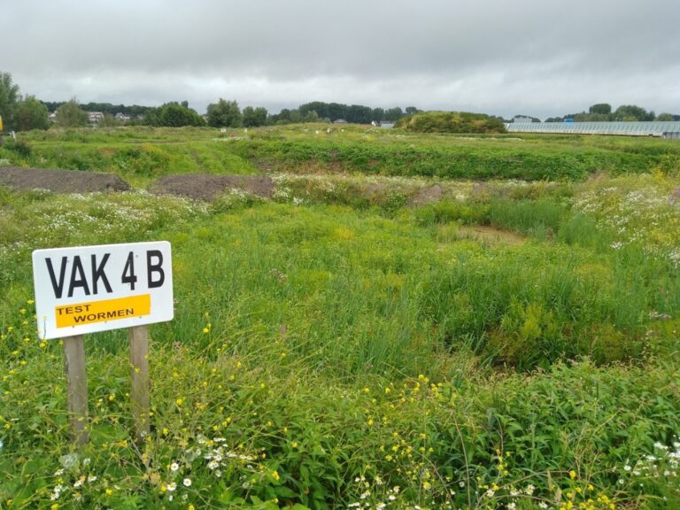 Medeina in Rotterdam